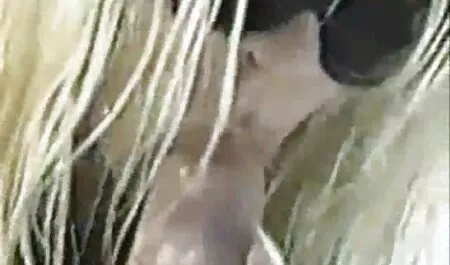 เหมือนลิลลี่ซ่อนตัวจาก ดู วิดีโอ โป้ anal ดูลิลลี่